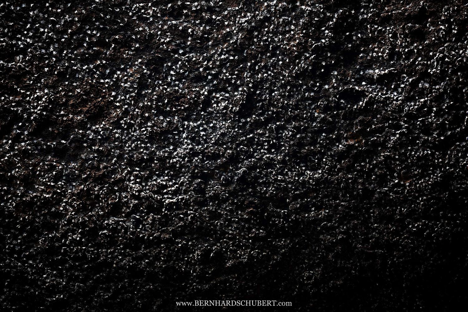 Aerodromus sp. - Dark swiftlets Edible bird's nests