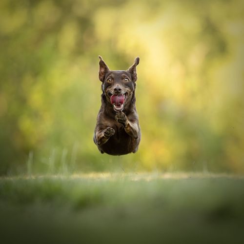 Hondenfotografie Assendelft