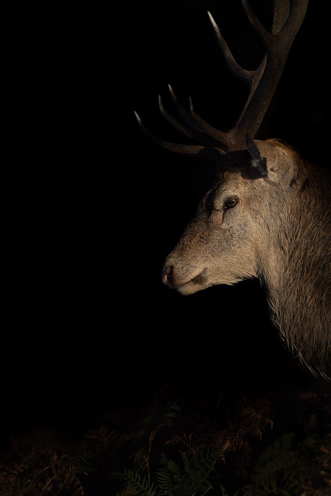 Thomas Durrant | Wildlife Photographer