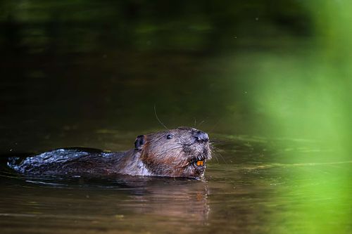 Castor fiber – Europäischer Biber