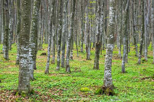 Forest patch