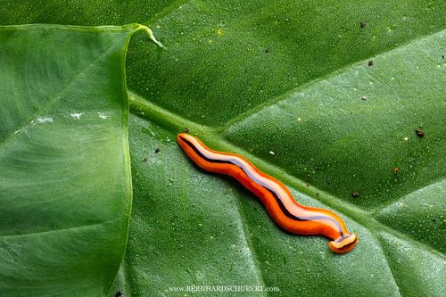 Bipalium sp. – Hammerhaiwurm