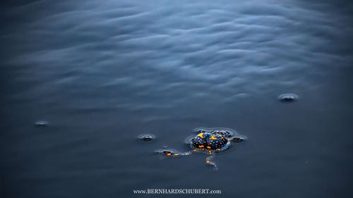 Bombina bombina - Rotbauchunke