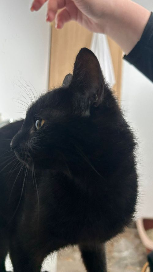 Bebica (aprox. 5-6 luni)