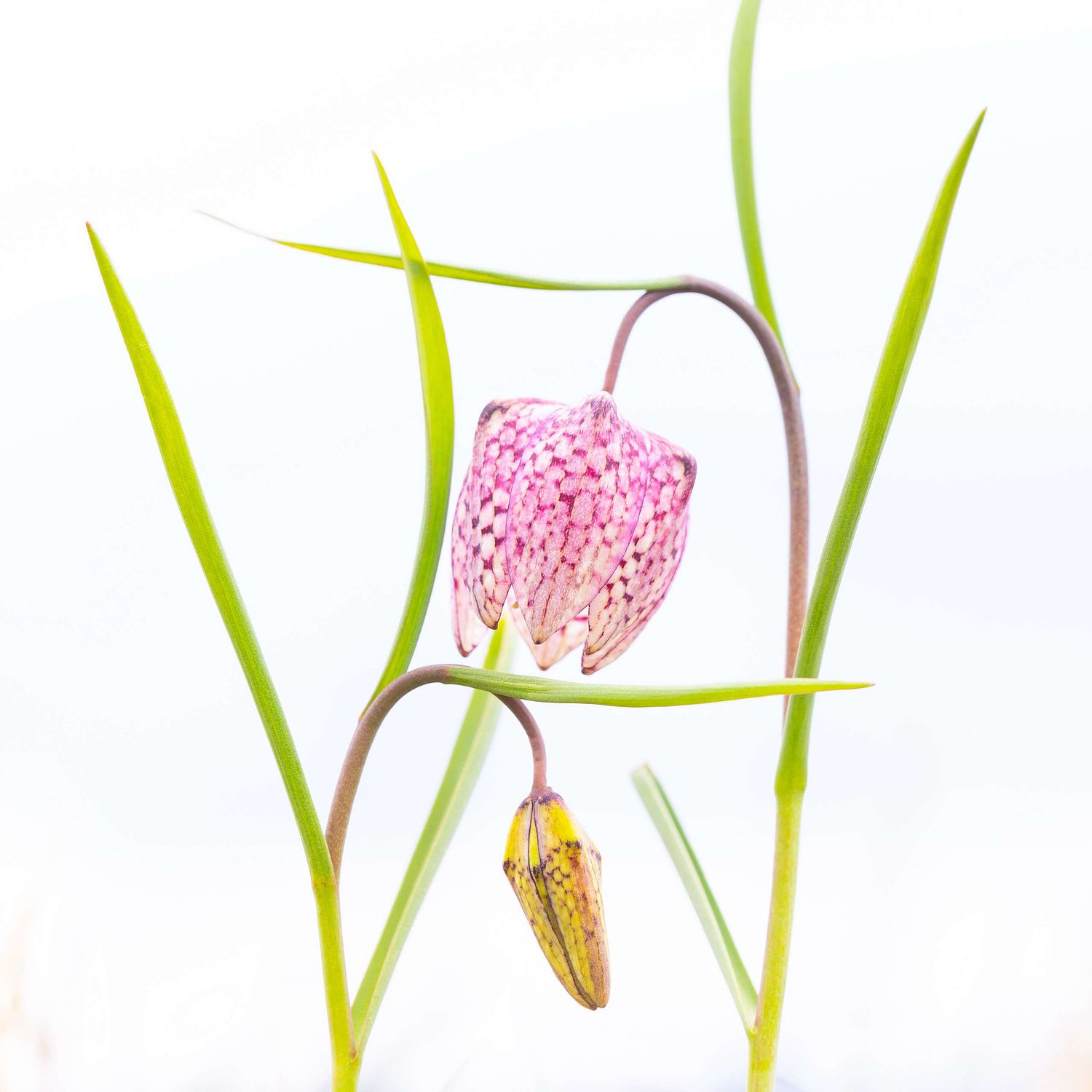 Flower Symmetry