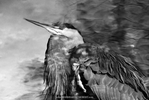 Ardea cinerea – Graureiher