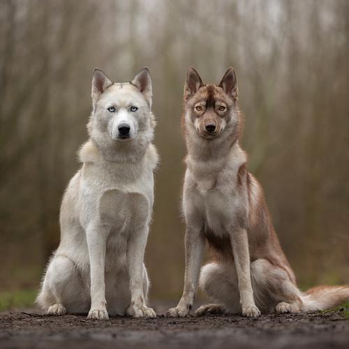 HONDEN