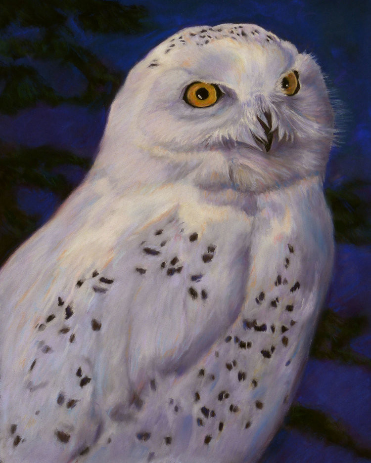 Pastel of a snowy owl by Lesley Heathcote