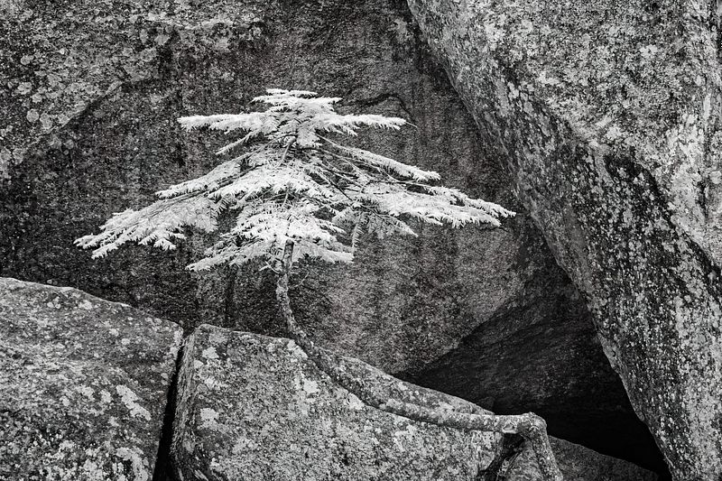 Infrared Black and White