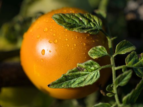 Schrebergarten-Ernte