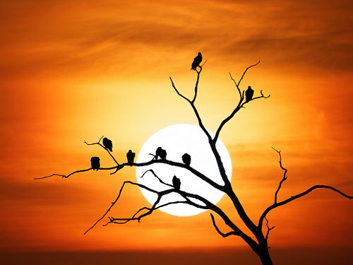 The Patience of Buzzards