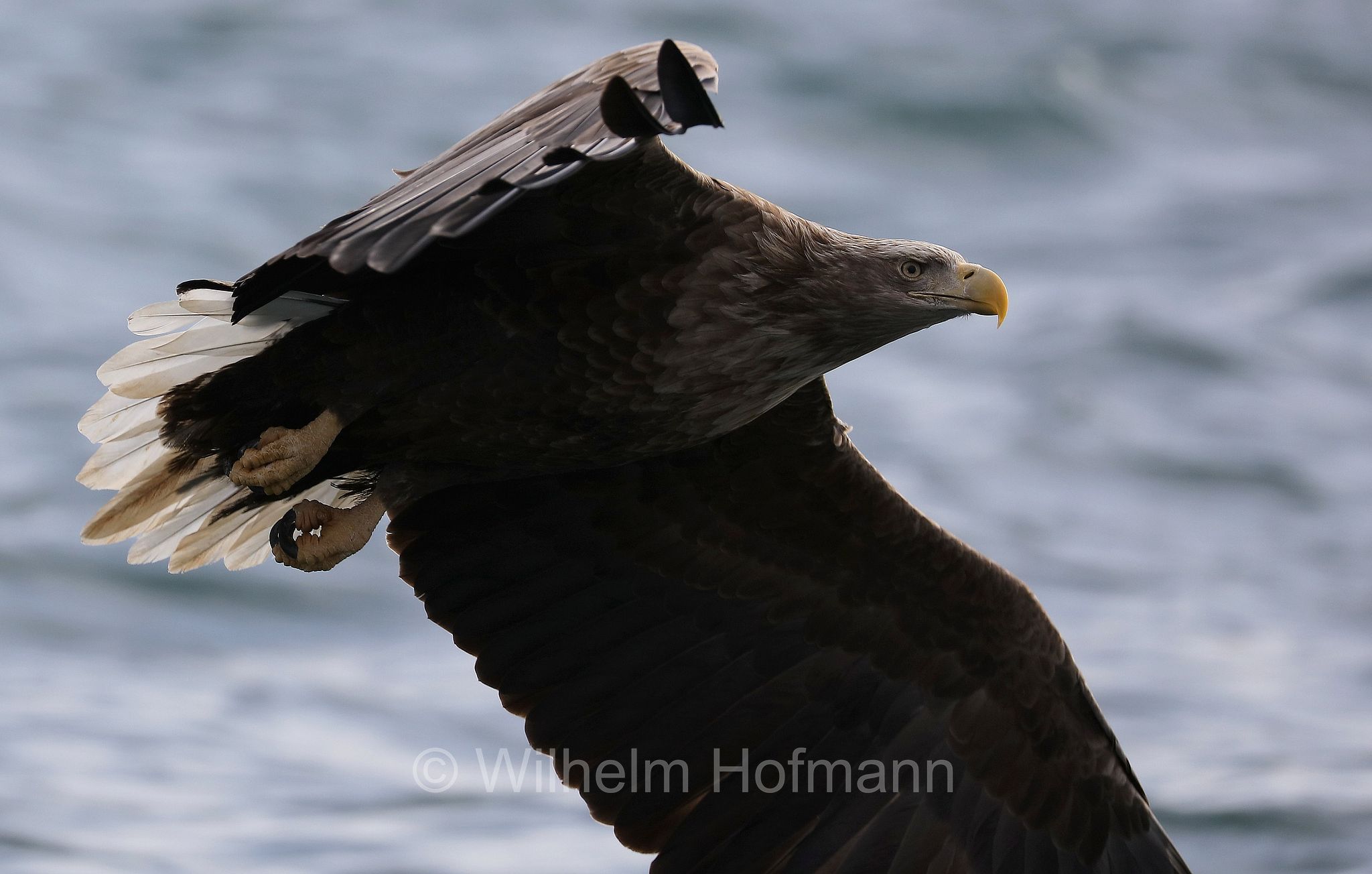 white-tailed eagle, white-tailed sea-eagle, ern, erne, gray sea eagle, Eurasian sea eagle, Seeadler, aquila di mare, aquila di mare codabianca, Rausu, penisola di Shiretoko, Shiretoko Peninsula, Shiretoko-Halbinsel, Hokkaidō, Hokkaido, Japan, Giappone