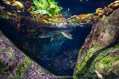 Parachromis friedrichsthalii - Yellowjacket cichlid