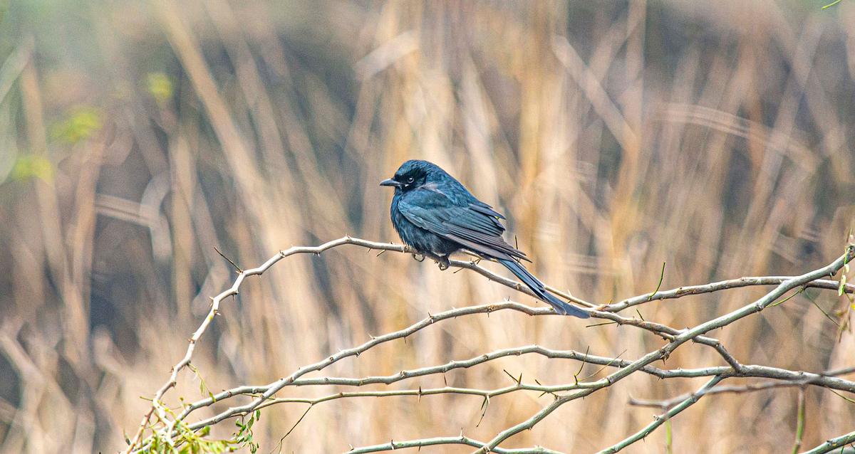 Bird, bird photography, forest jungle, macro,