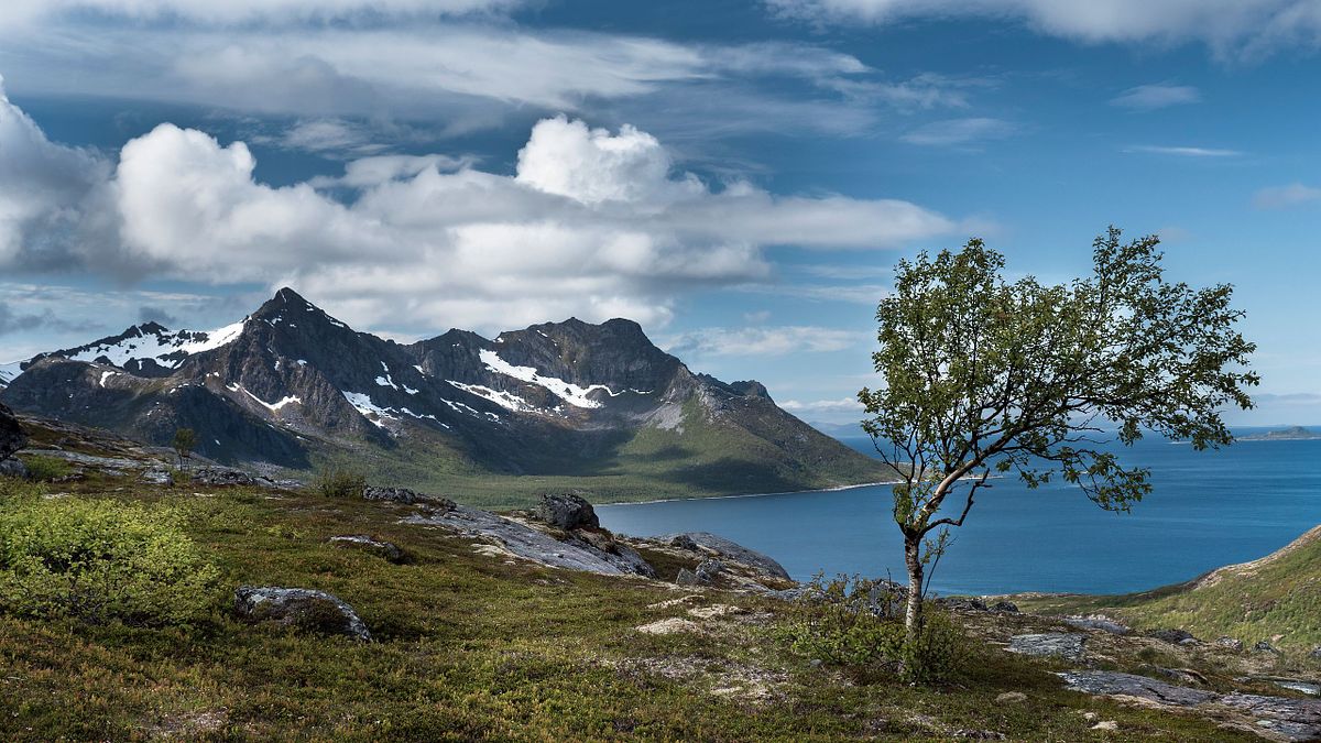 Birke über dem Fjord