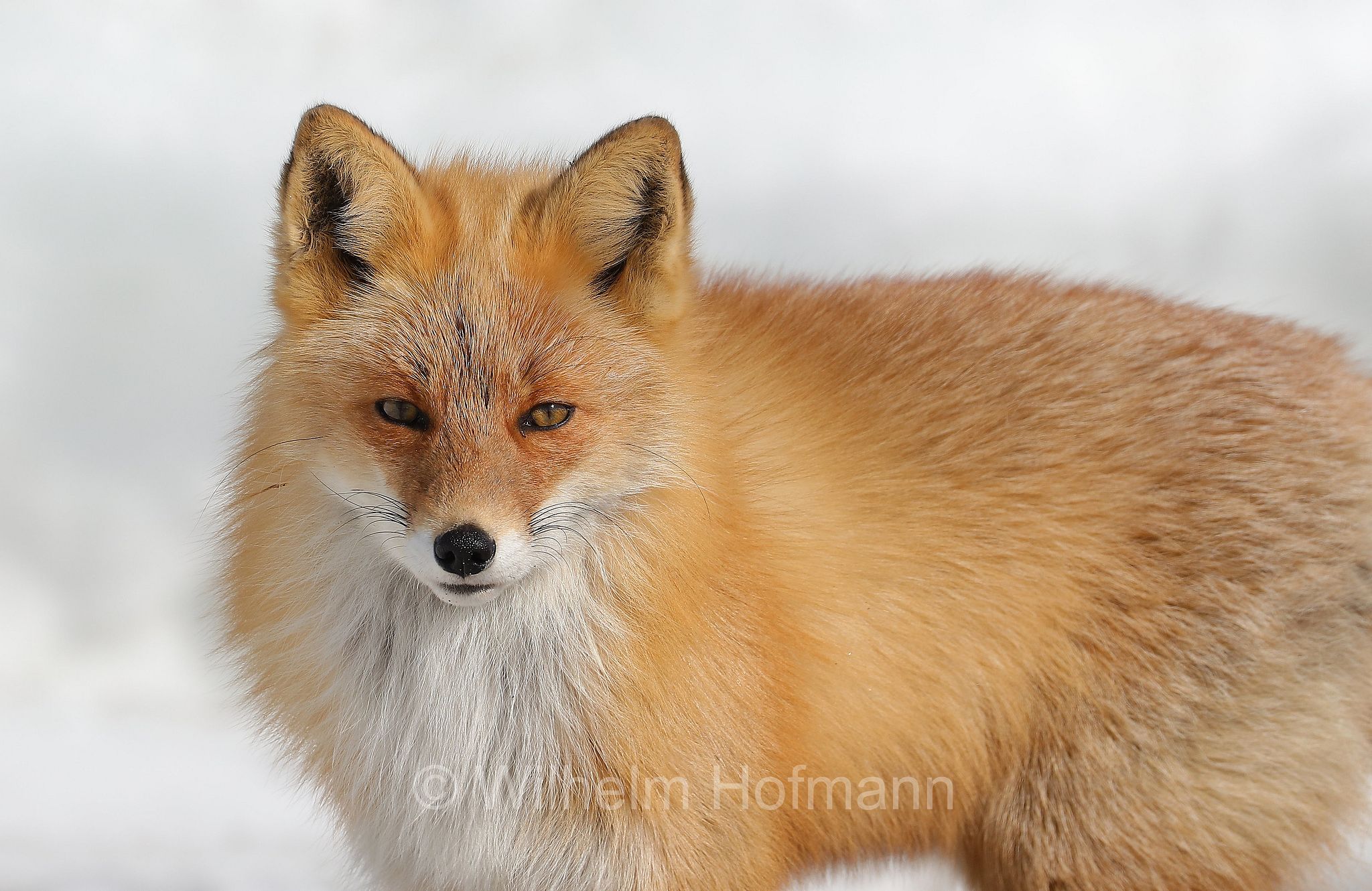 Ezo red fox, Hokkaido-Rotfuchs, Ezo-Rotfuchs, volpe rossa di Sachalin, Vulpes vulpes schrencki, Notsuke Peninsula, Notsuke Halbinsel, Penisola di Notsuke, Hokkaidō, Hokkaido, Japan, Giappone