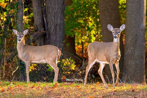 Deer in the morning Autumn light