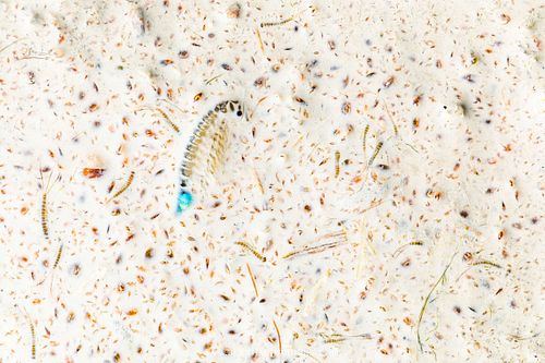 Branchipus schaefferi - Schaeffer's Brine Shrimp