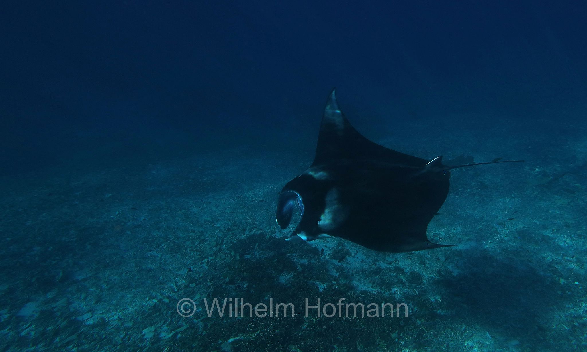 reef manta ray, Riffmanta, manta della barriera corallina, Mobula alfredi, Manta alfredi, Komodo Islands, Komodo, Lesser Sunda Islands, Kleine Sundainseln, Piccole Isole della Sonda, Nusa Tenggara Islands, Kepulauan Nusa Tenggara, Indonesia, Indonesien﻿, Mawan