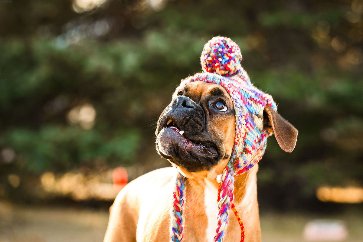 close up of a brown boxer dog wearing a colourful knit winter hat with ear flaps and a large pom pom, looking up with bright curiosity during an outdoor Calgary dog photography session, photographed by pet photographer and rescue supporter Aubri Poon