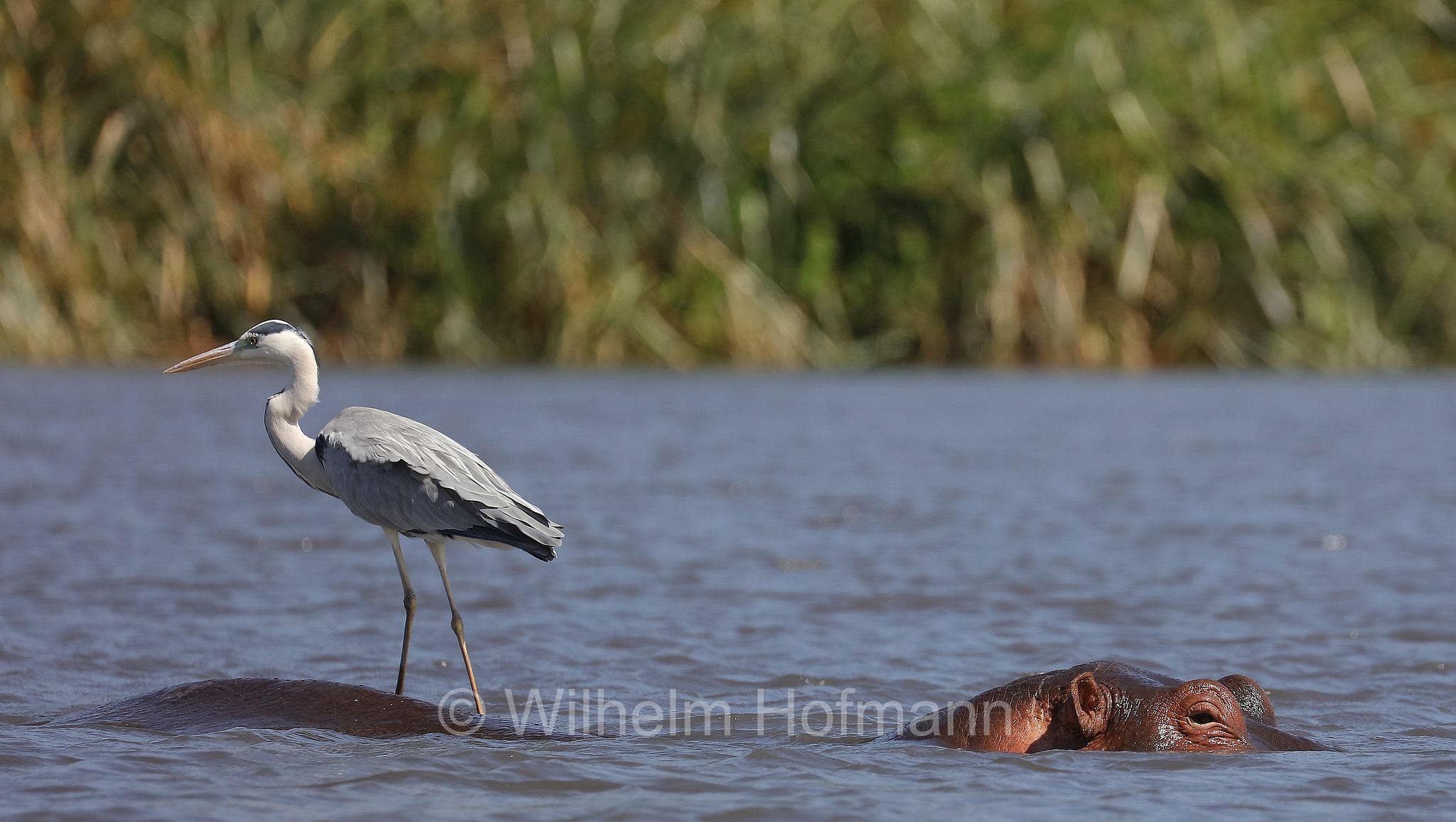 hippopotamus, hippopotamus amphibius, hippo, common hippopotamus, Nile hippopotamus, river hippopotamus, Nilpferd, Flusspferd, ippopotamo, area di conservazione di Ngorongoro, Ngorongoro Conservation Area, Ngorongoro Krater, Tanzania, Tansania