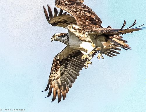 Two Ospreys (Fiskeørn) soaring gracefully over a Norwegian lake, wings fully extended, captured by Trond Johansen