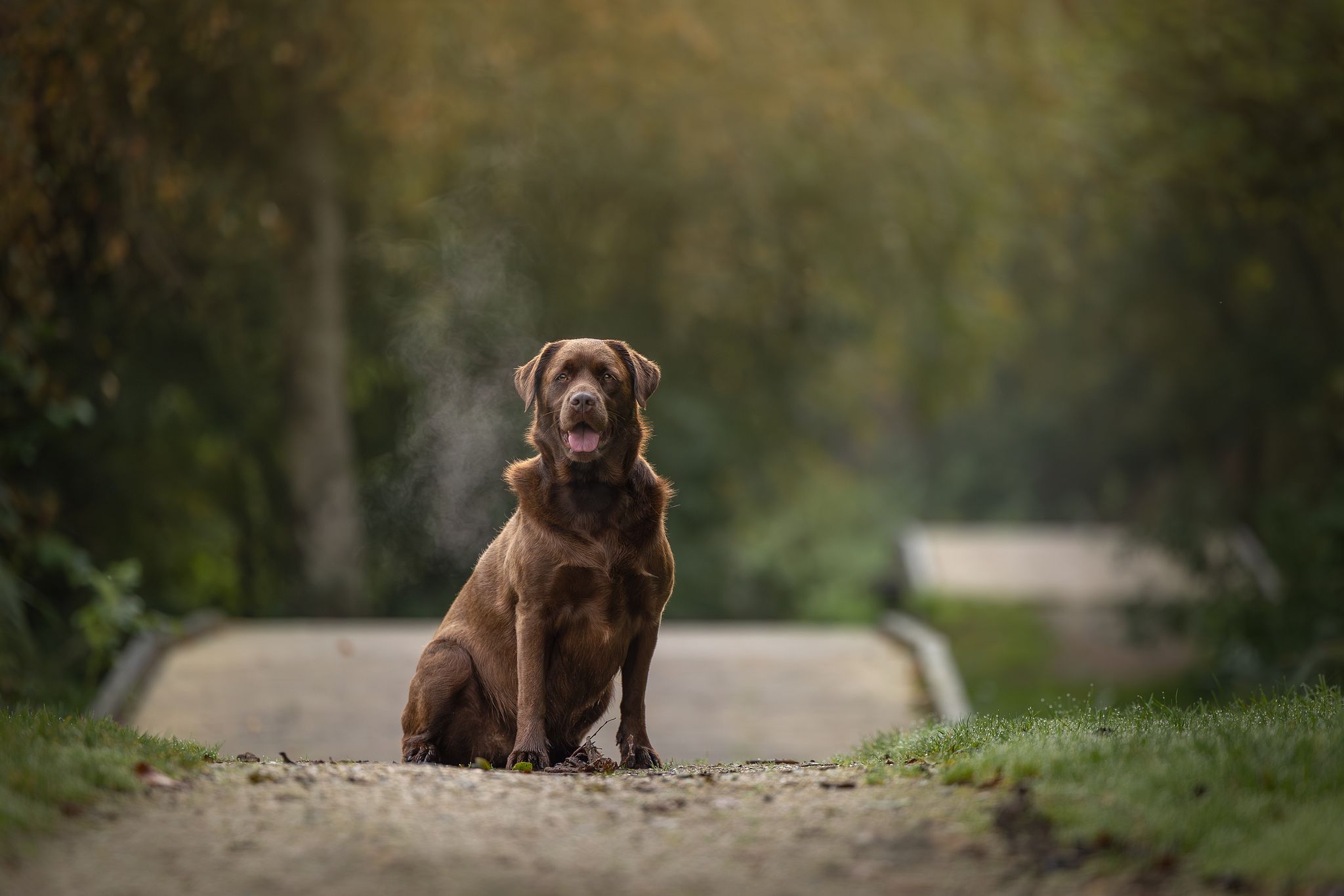 Labrador, labradoodle
