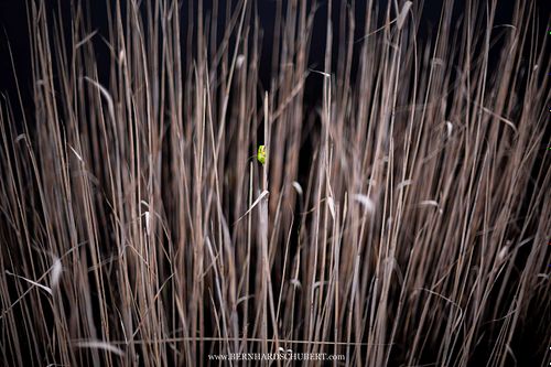 Hyla arborea - European tree frog