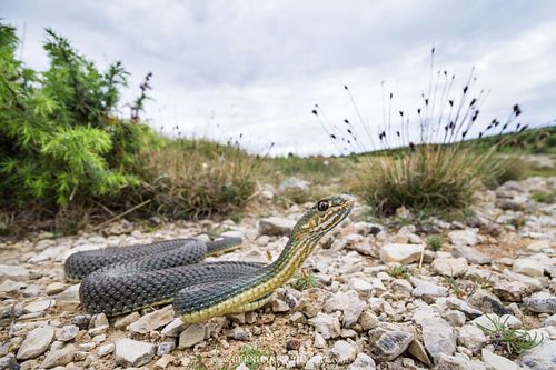 Malpolon insignitus -Eastern Montpellier snake