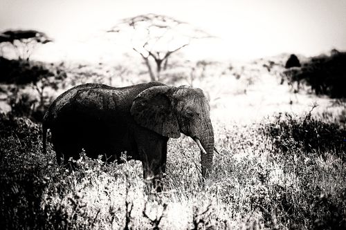 Eléphant en Tanzanie