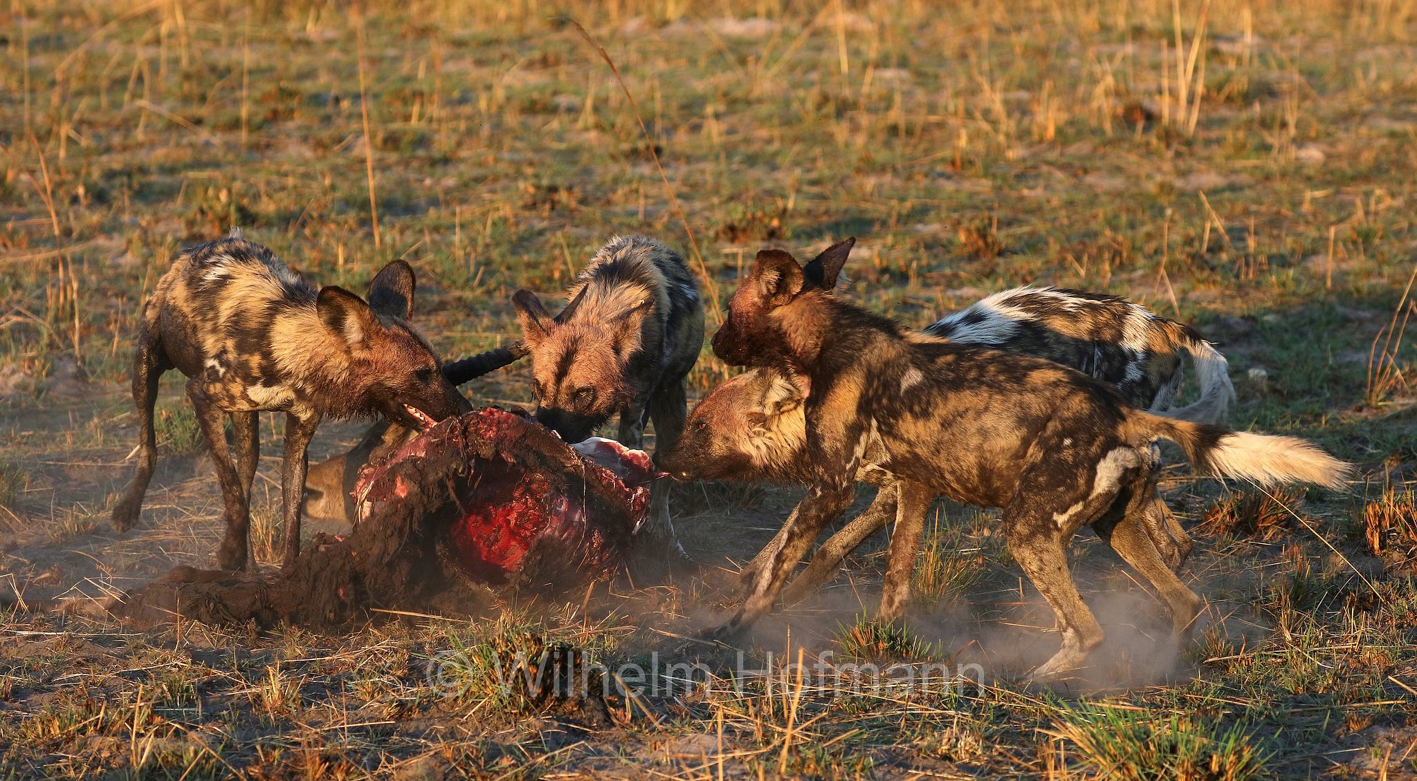 African wild dog, painted dog, Cape hunting dog, Afrikanischer Wildhund, licaone, cane selvatico africano, Lycaon pictus, Moremi Game Reserve, Moremi-Wildreservat, Okavango Delta, Okavango Grassland, Botswana, Republik Botsuana