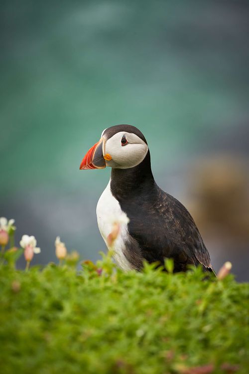 Wildlife