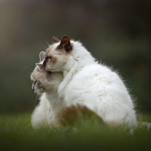 Kattenfotografie Haarlem