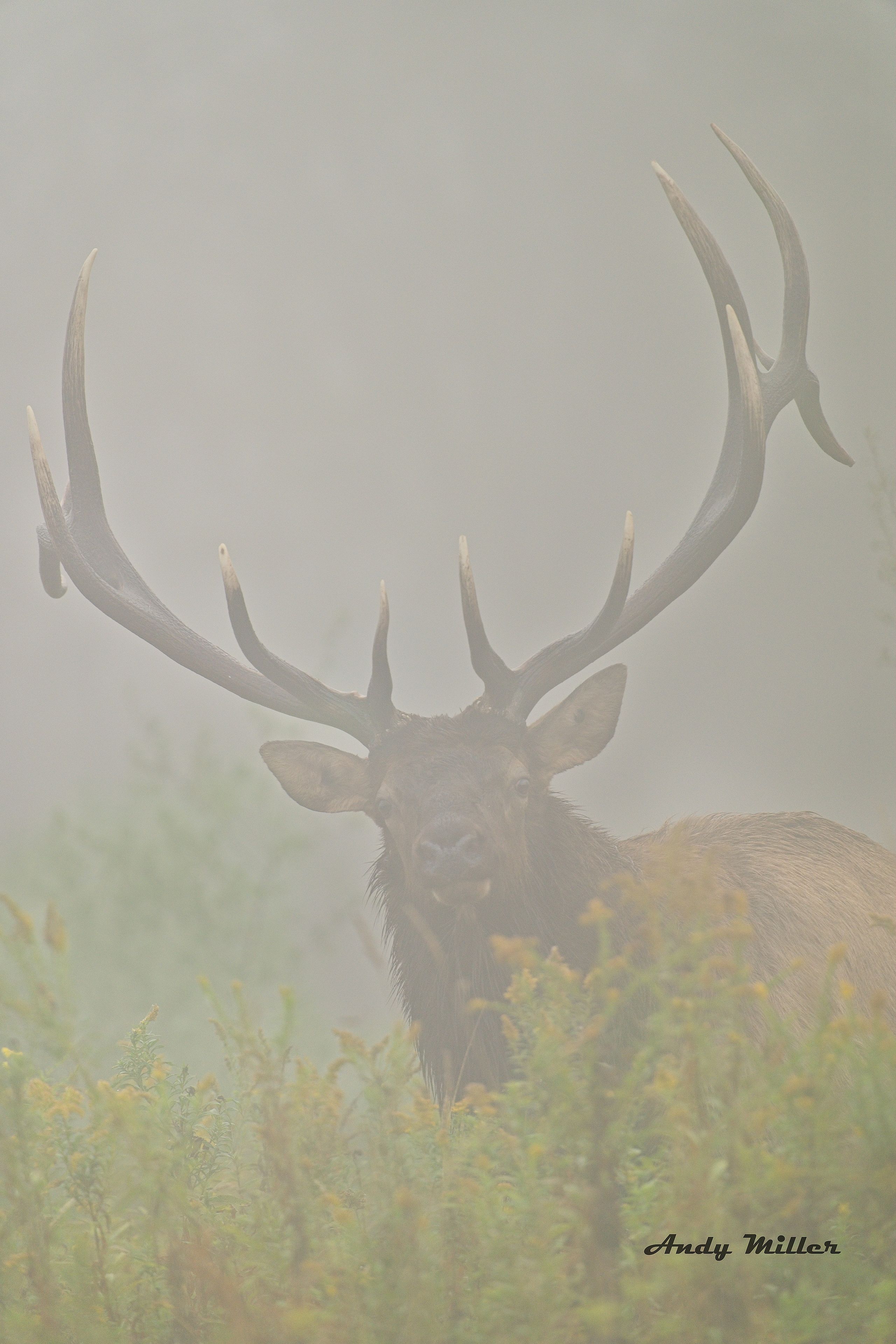Wildlife