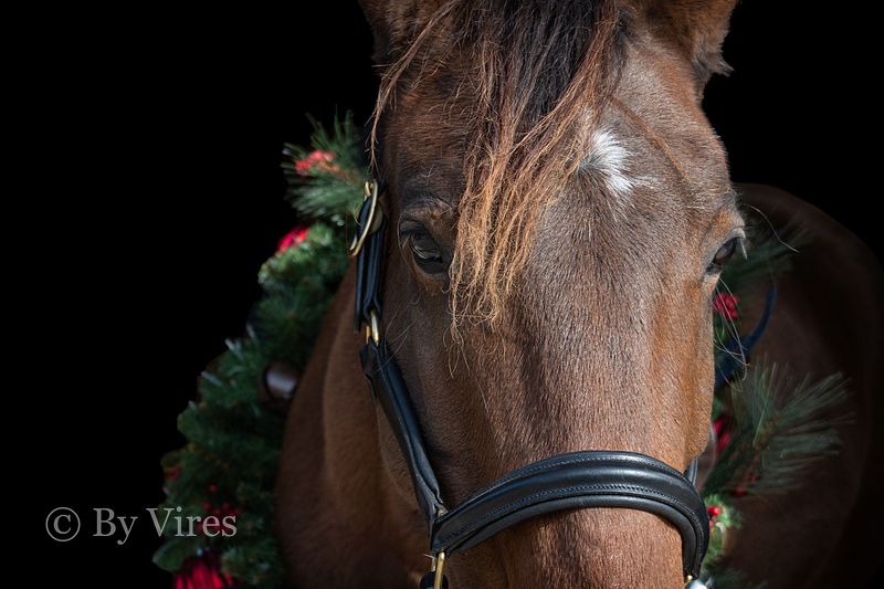 Equestrian Events and Portraits