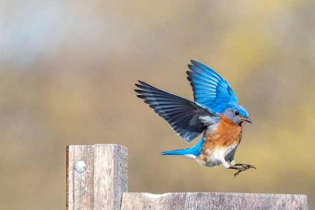 Image of a bird in flight