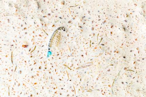 Branchipus schaefferi - Schaeffer's Brine Shrimp