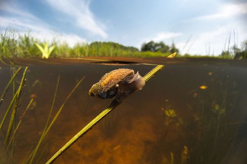 Lymnaeidae - Pond snail