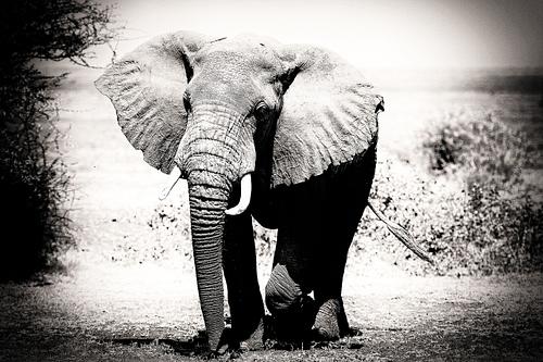 Eléphant en Tanzanie