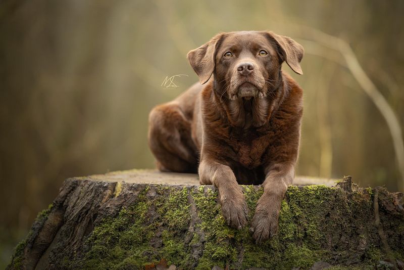 HONDEN/PUPPY'S