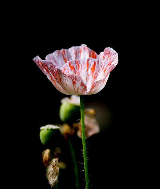 Wow! Flower Photography