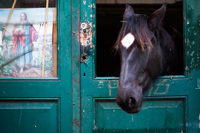 religious horse