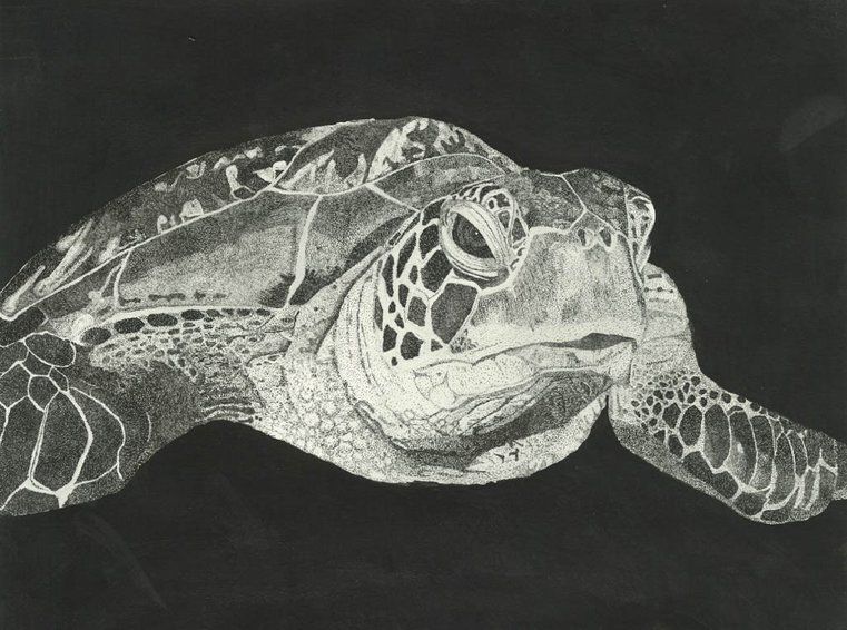 Pen and ink stippling of a turtle, by Elle Rosen.
