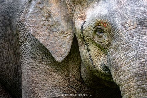 Elephas maximus borneensis – Borneo-Zwergelefant