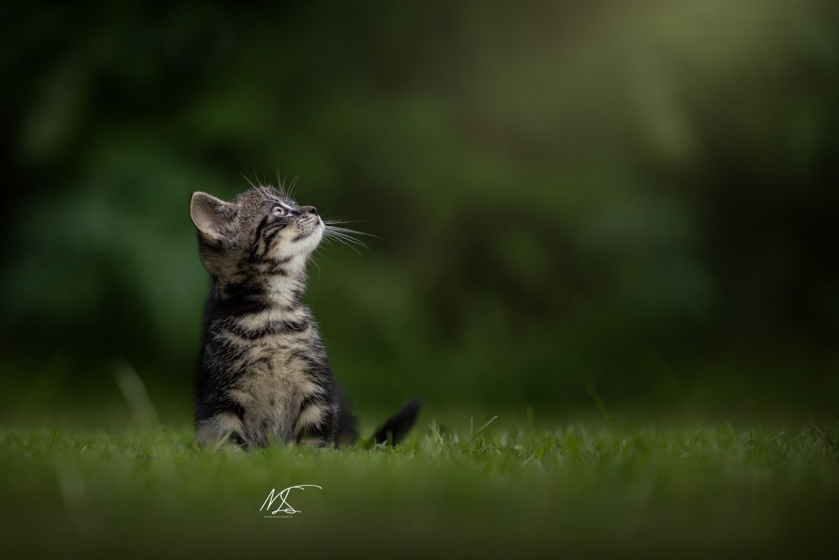 Cyperse kitten, zit in het gras, kijkt naar rechterbovenhoek naar het licht