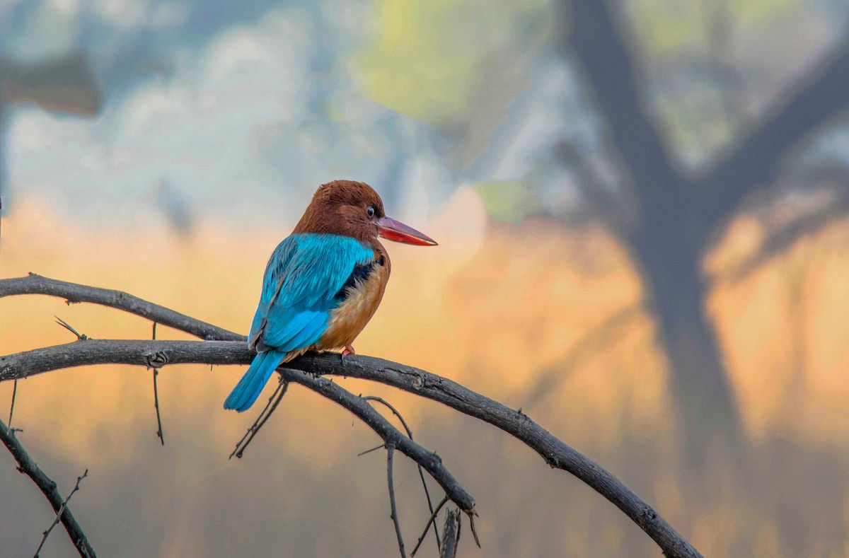 Bird, bird photography, forest jungle, macro,