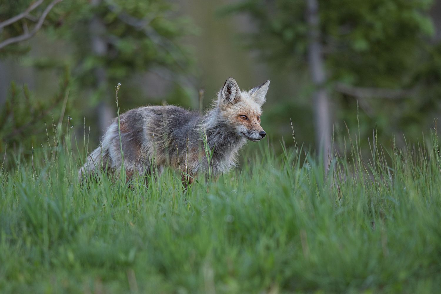 Nick Julian Photography