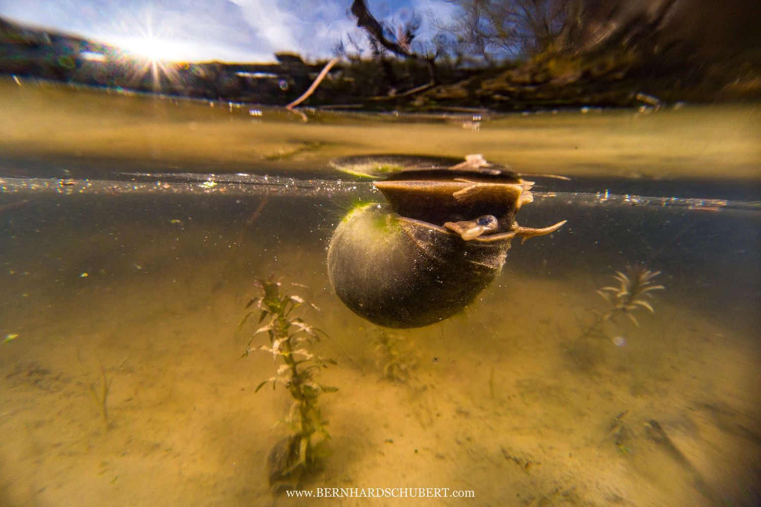 Freshwater snail