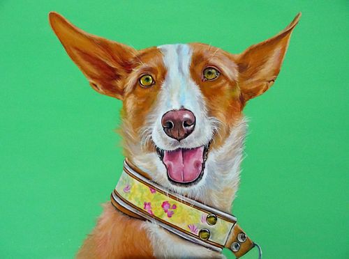 Podenco dog portrait with happy and sweet eyes