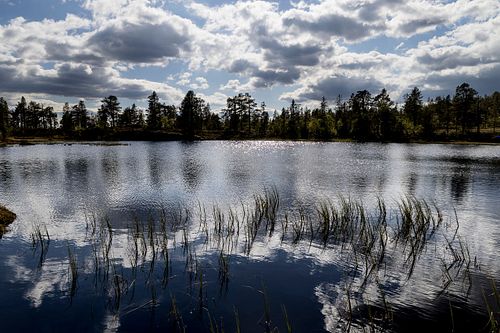 Naturwaldreservat Trillemarka